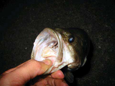 バスの大きな口の写真(なんでも食べます)