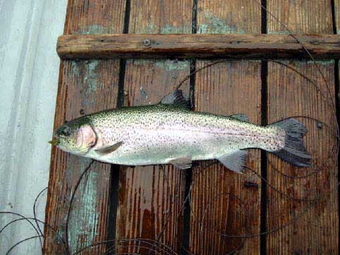 魚