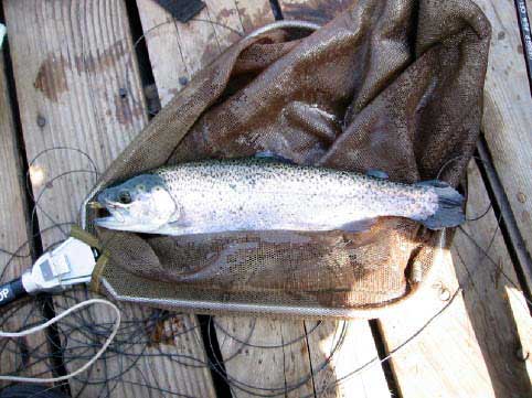 魚