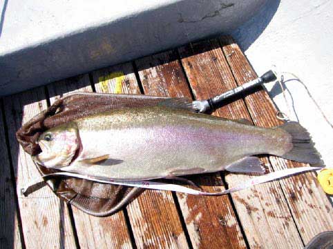 でか魚、53cm