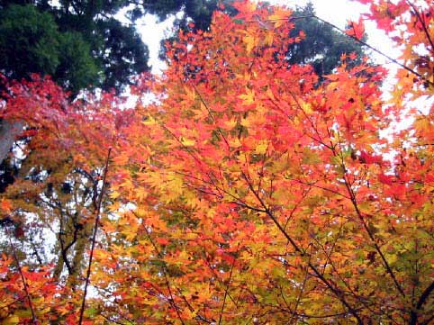 紅葉は綺麗ですね