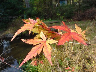 紅葉