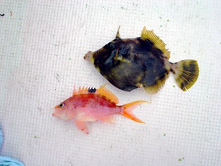 カワハギと・・・