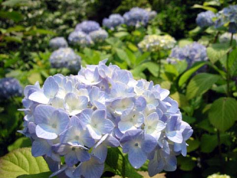 紫陽花