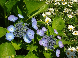 紫陽花