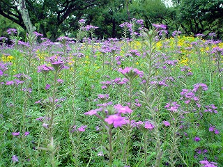 公園