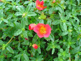 公園